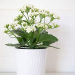 How To Grow And Care For Kalanchoe