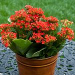 How To Grow And Care For Kalanchoe • World Of Succulents
