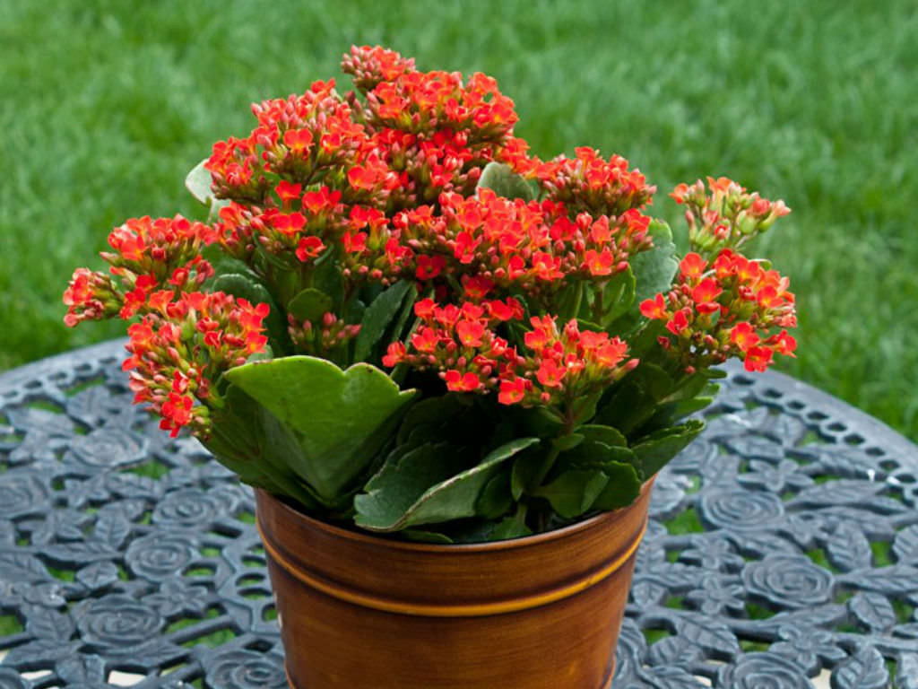 How To Grow And Care For Kalanchoe • World Of Succulents