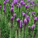 How To Grow And Care For 'Kobold' Liatris