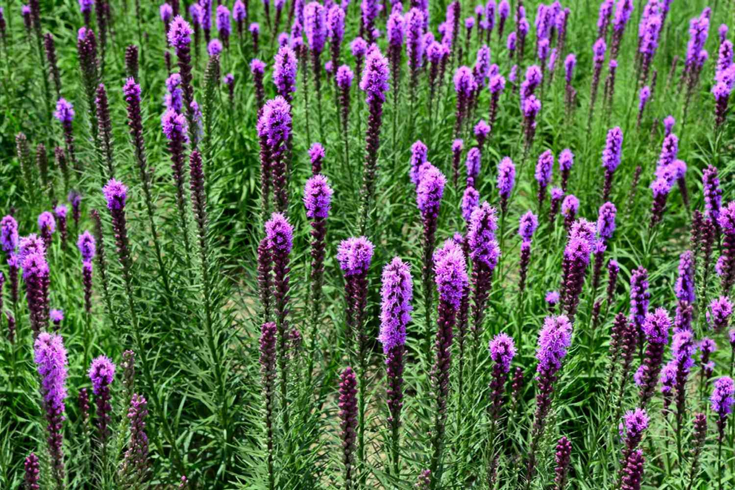 How To Grow And Care For 'Kobold' Liatris