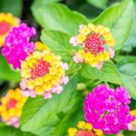 How To Grow And Care For Lantana