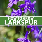 How To Grow And Care For Larkspur Flowers | Gardener'S Path