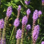 How To Grow And Care For Liatris (Blazing Star)