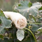 How To Grow And Care For Luffa