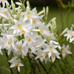 How To Grow And Care For Madonna Lily (Lilium Candidum)