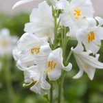 How To Grow And Care For Madonna Lily (Lilium Candidum)