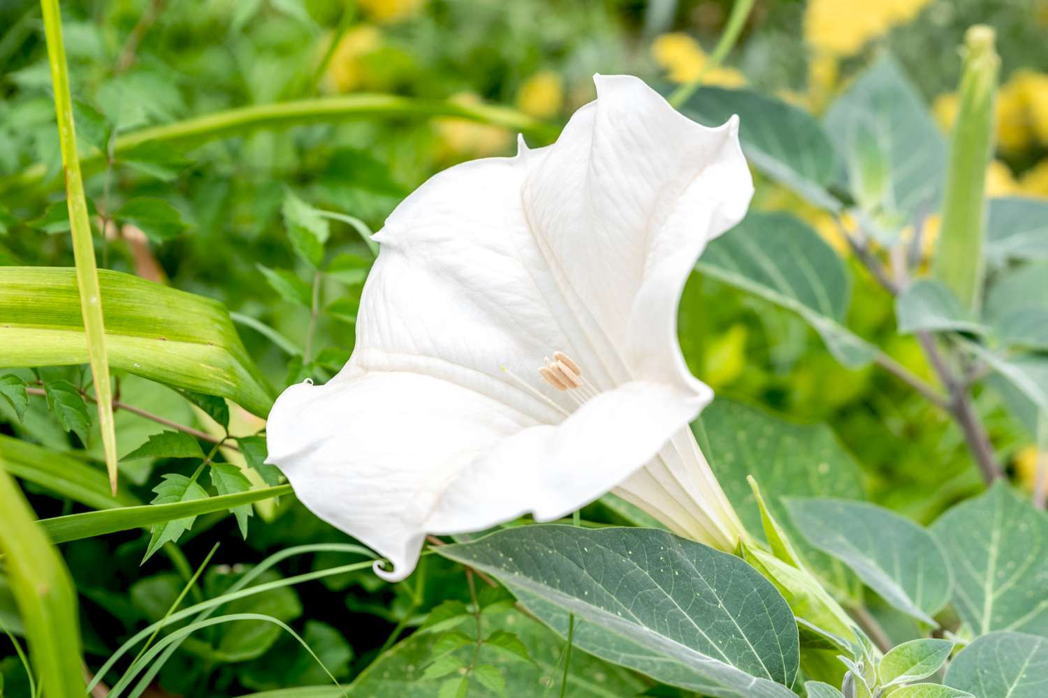 How To Grow And Care For Moonflower