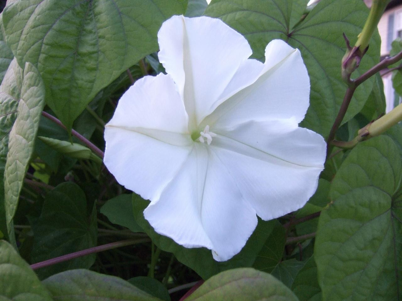 How To Grow And Care For Moonflowers | Hgtv