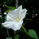 How To Grow And Care For Moonflowers | Hgtv