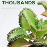 How To Grow And Care For Mother Of Thousands Kalanchoe Succulent