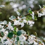 How To Grow And Care For Osmanthus | Bbc Gardeners World Magazine