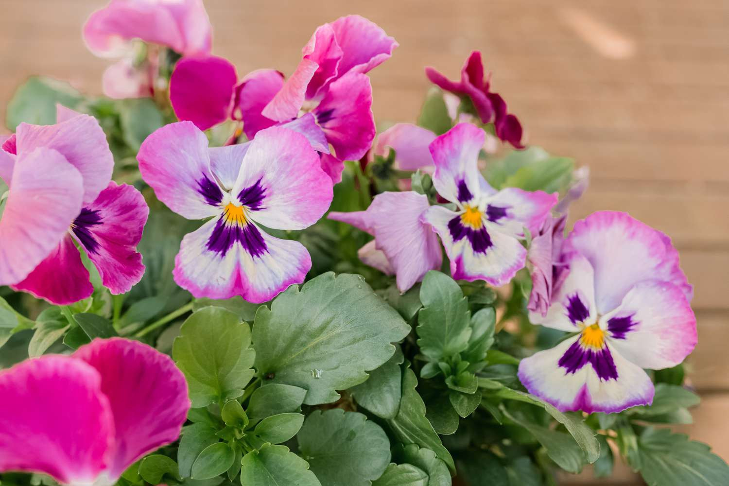 How To Grow And Care For Pansies