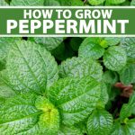 How To Grow And Care For Peppermint Plants | Gardener'S Path