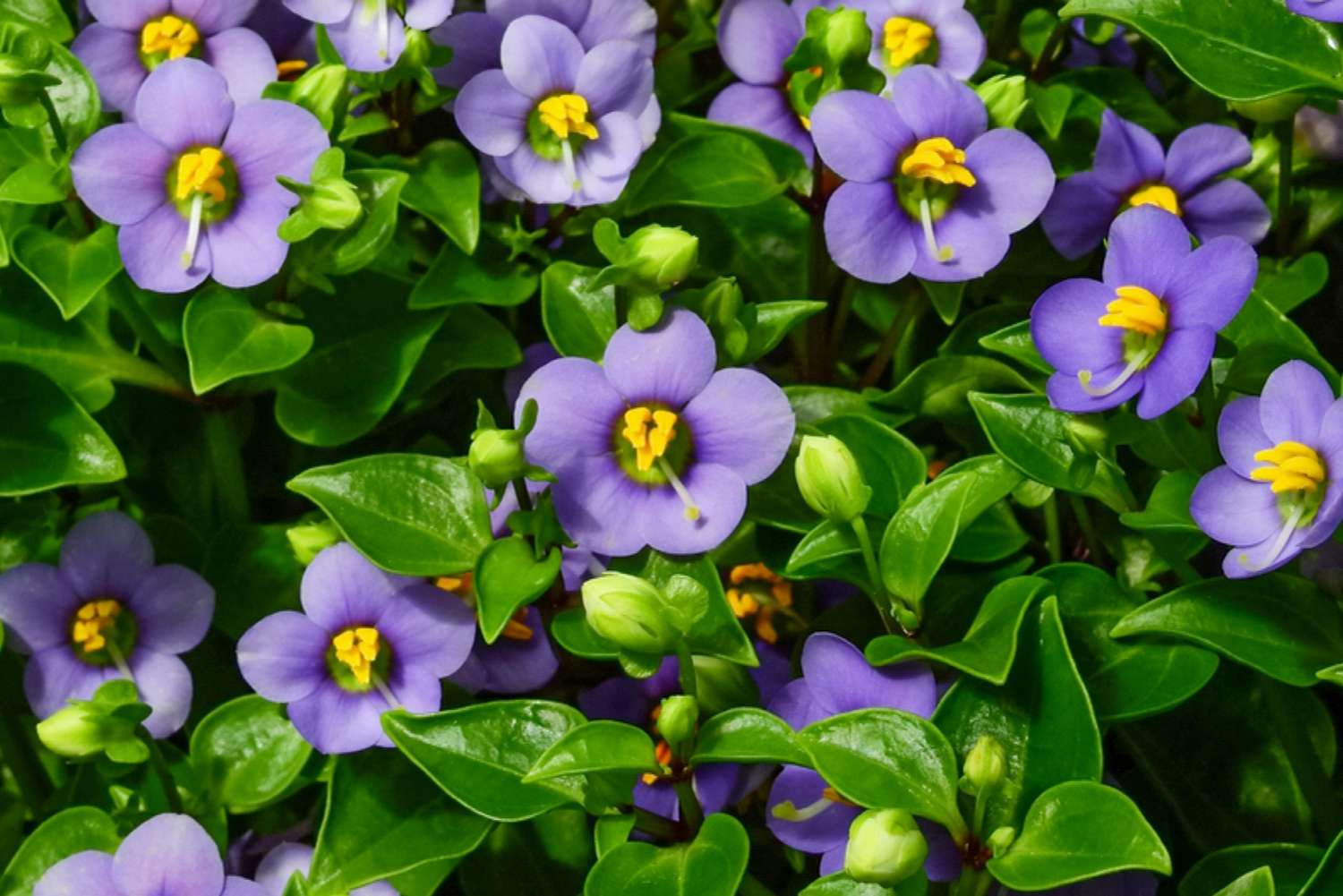 How To Grow And Care For Persian Violets