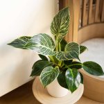 How To Grow And Care For Philodendron Birkin