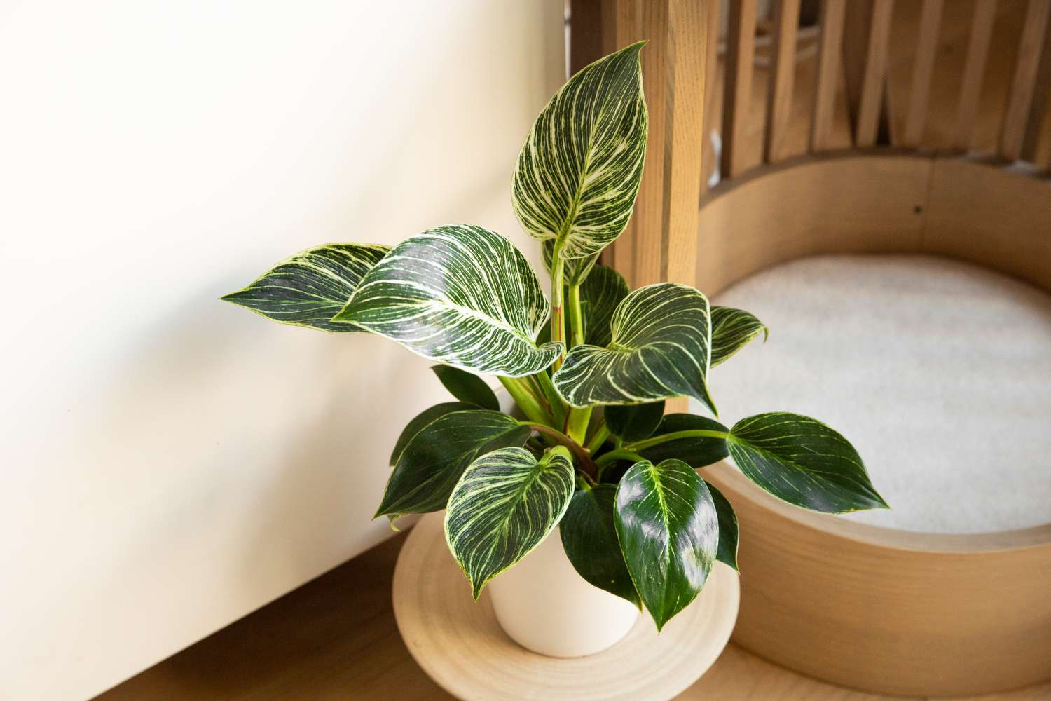 How To Grow And Care For Philodendron Birkin