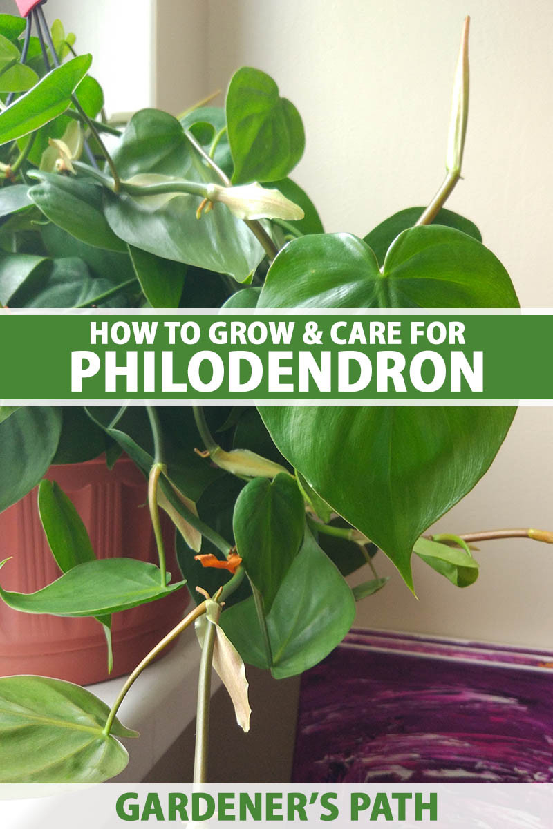 How To Grow And Care For Philodendron | Gardener'S Path
