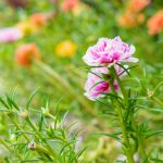 How To Grow And Care For Portulaca Plants | Martha Stewart