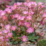 How To Grow And Care For Rainbow Lewisia