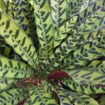 How To Grow And Care For Rattlesnake Plant | Gardener'S Path