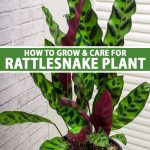 How To Grow And Care For Rattlesnake Plant | Gardener'S Path