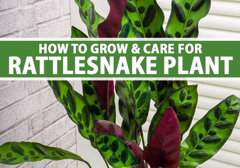  Rattlesnake Plant