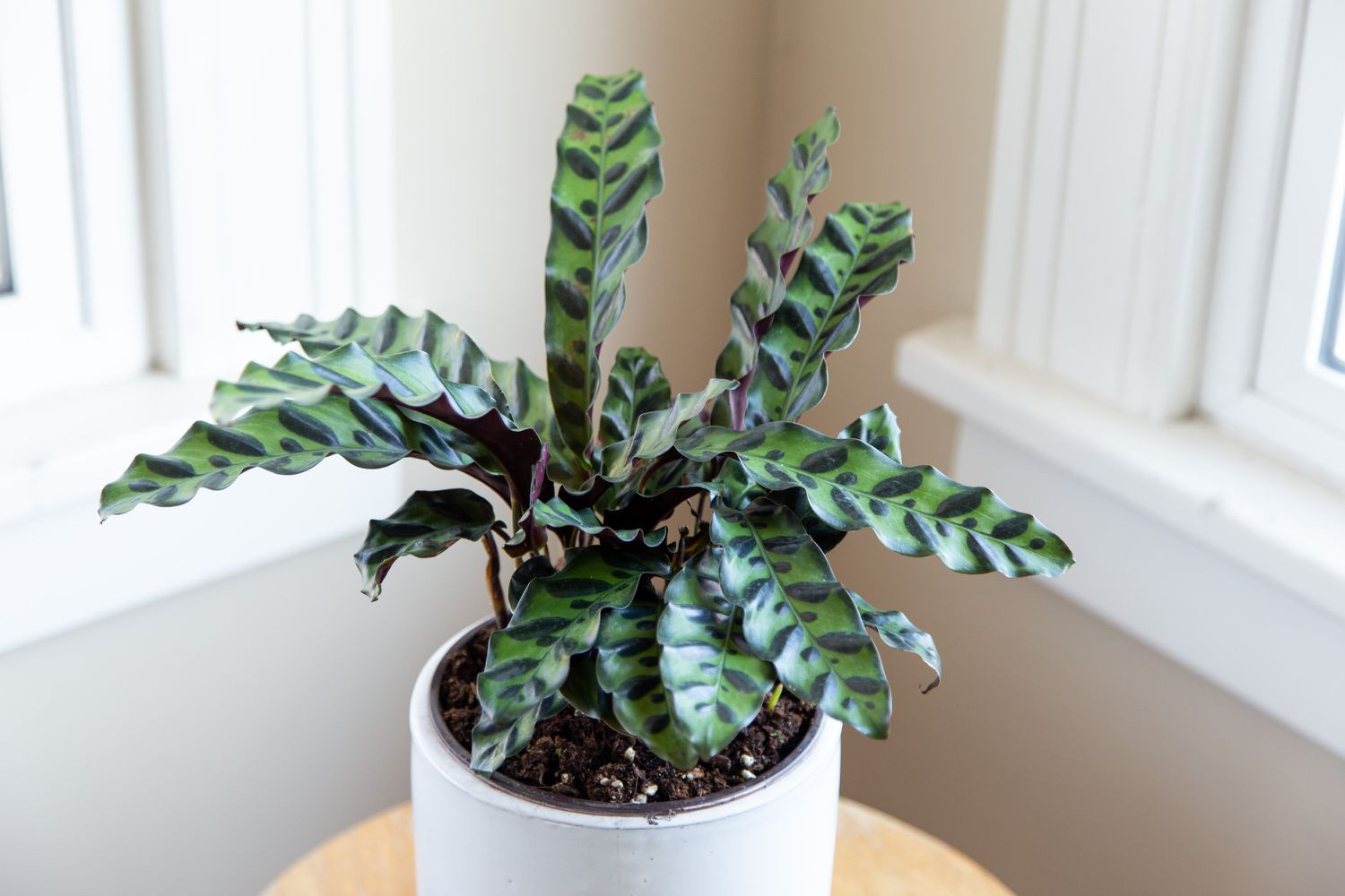 How To Grow And Care For Rattlesnake Plant