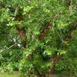 How To Grow And Care For River Birch