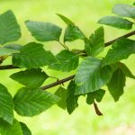 How To Grow And Care For River Birch