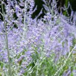 How To Grow And Care For Russian Sage (Perovskia) | Bbc Gardeners