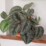 How To Grow And Care For Scindapsus Pictus 'Exotica'