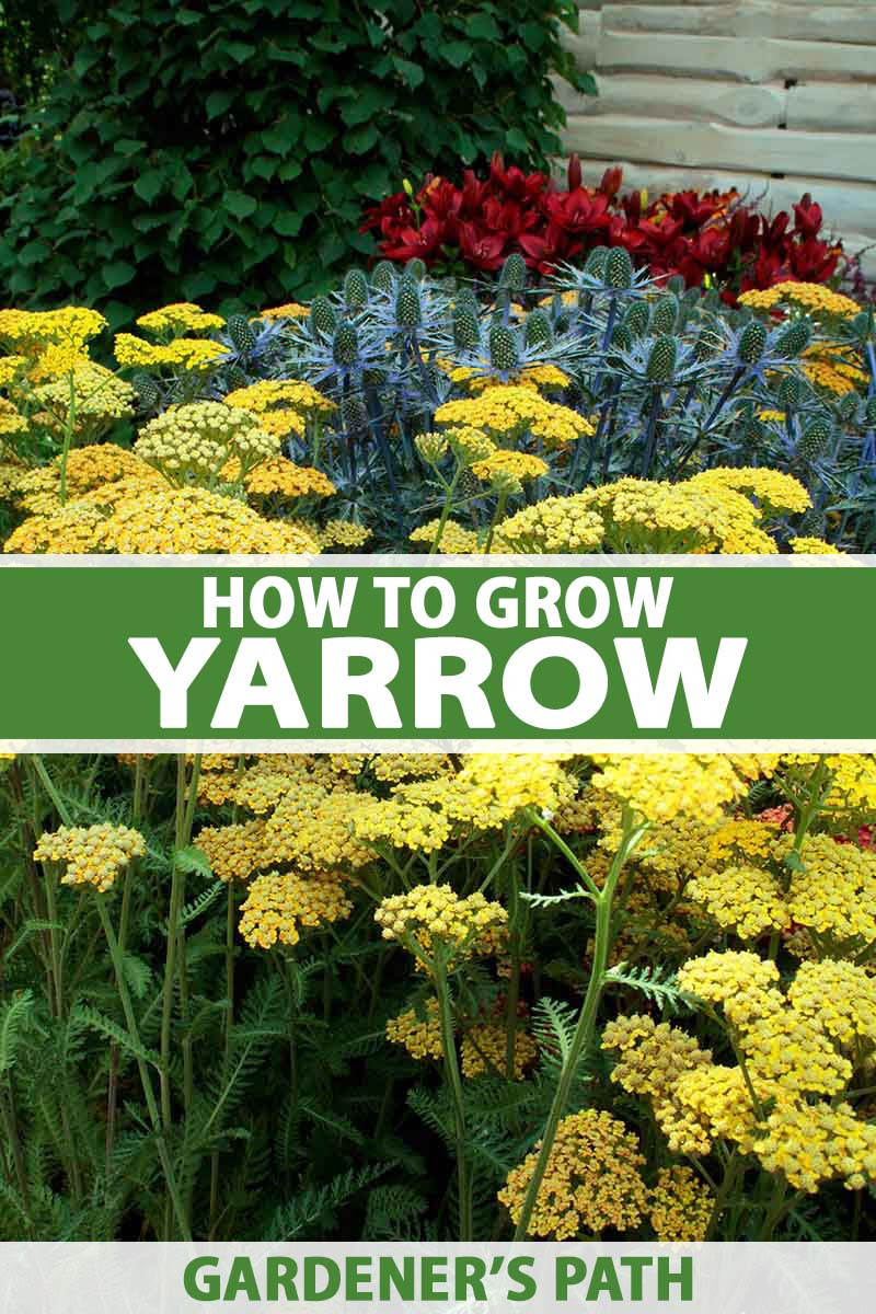 How To Grow And Care For Yarrow | Gardener'S Path