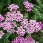 How To Grow And Care For Yarrow Plants