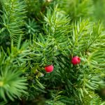 How To Grow And Care For Yew