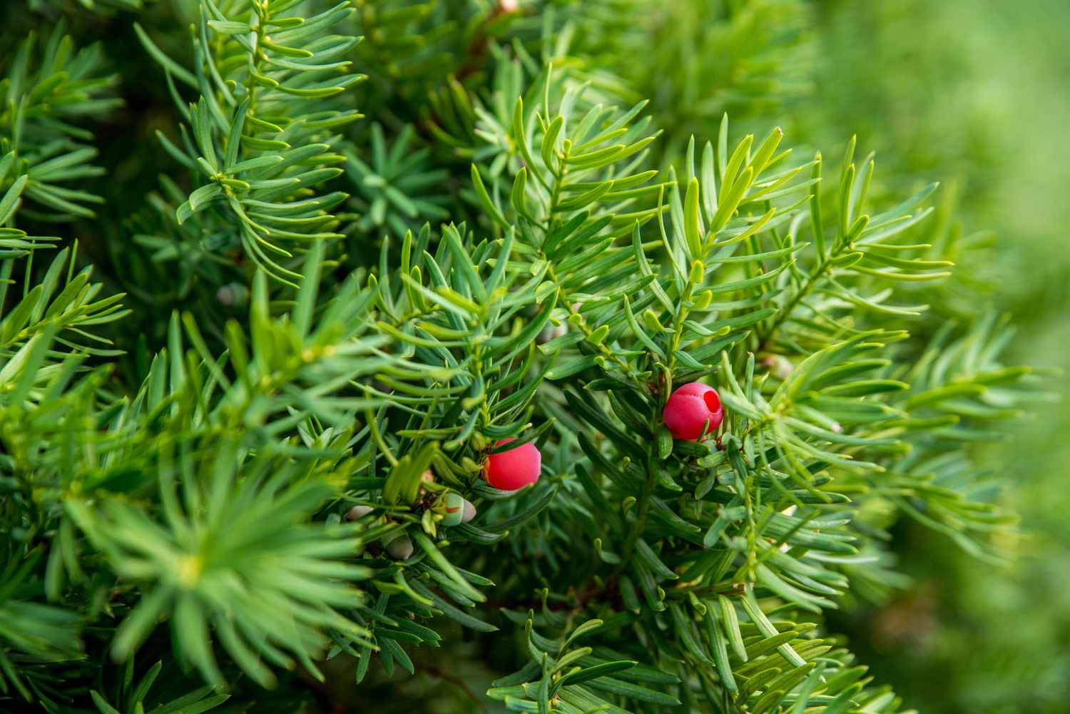 How To Grow And Care For Yew