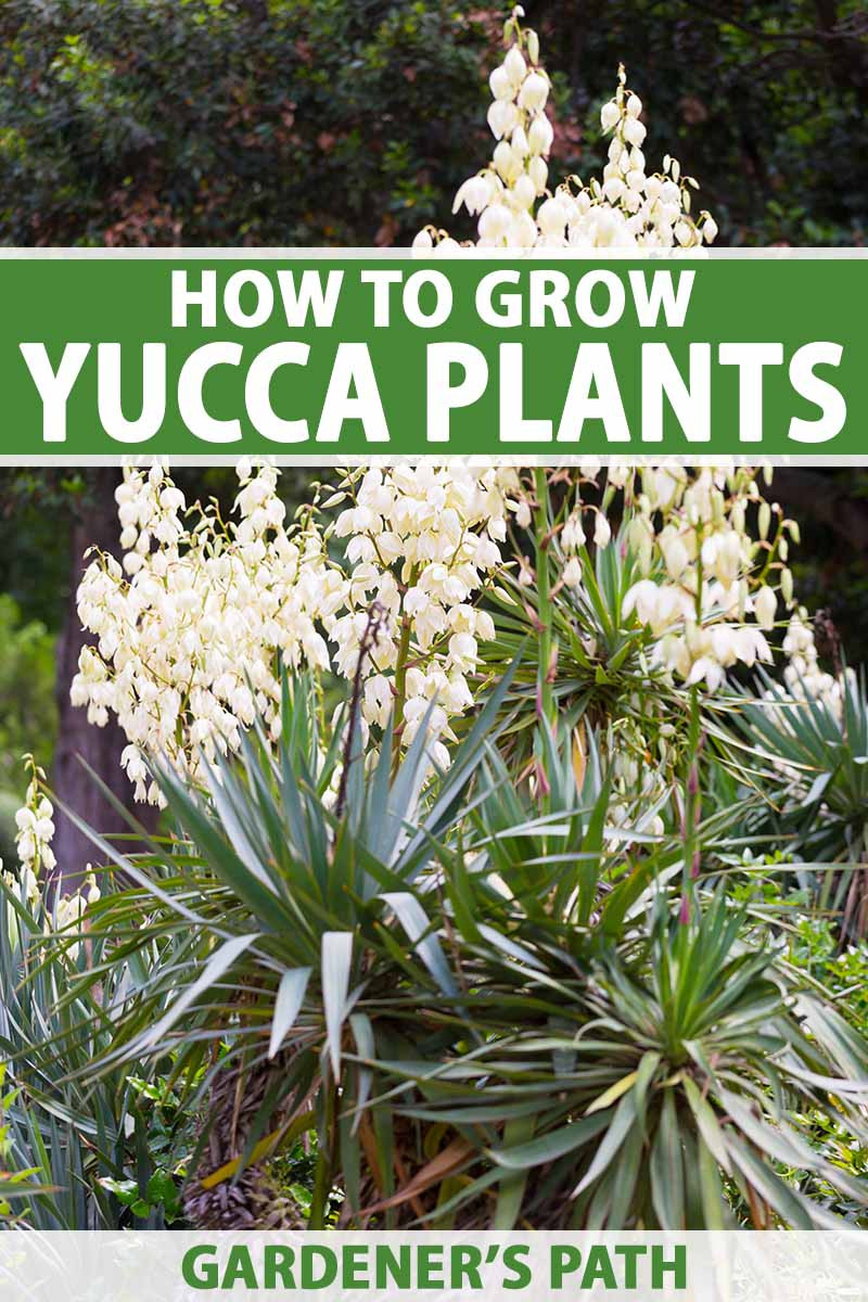 How To Grow And Care For Yucca | Gardener'S Path