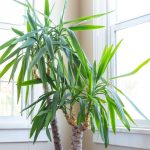 How To Grow And Care For Yucca Plants