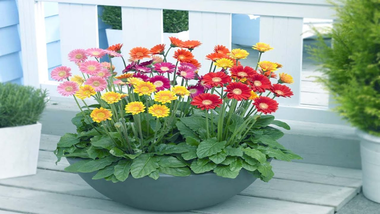 How To Grow And Care Potted Gerbera Daisies Indoors – Growing Houseplant