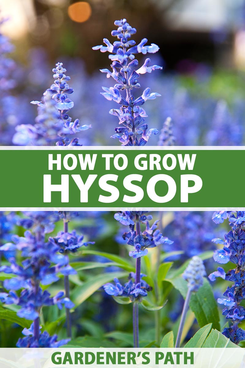How To Grow And Use Hyssop | Gardener'S Path