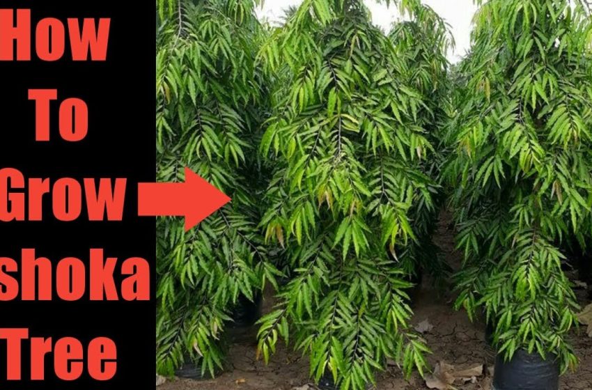  Ashoka Tree Plant