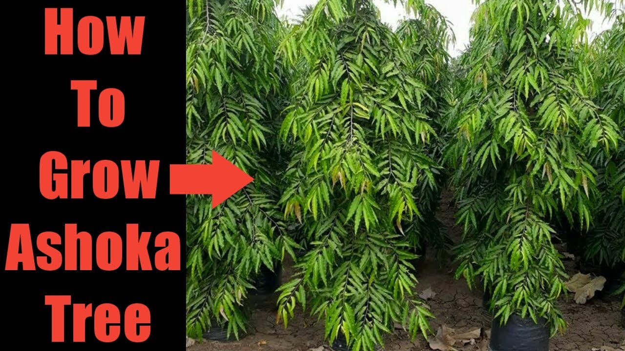 How To Grow Ashoka Tree Fast | Polyalthia Longifolia | Ashoka Tree  Plantation