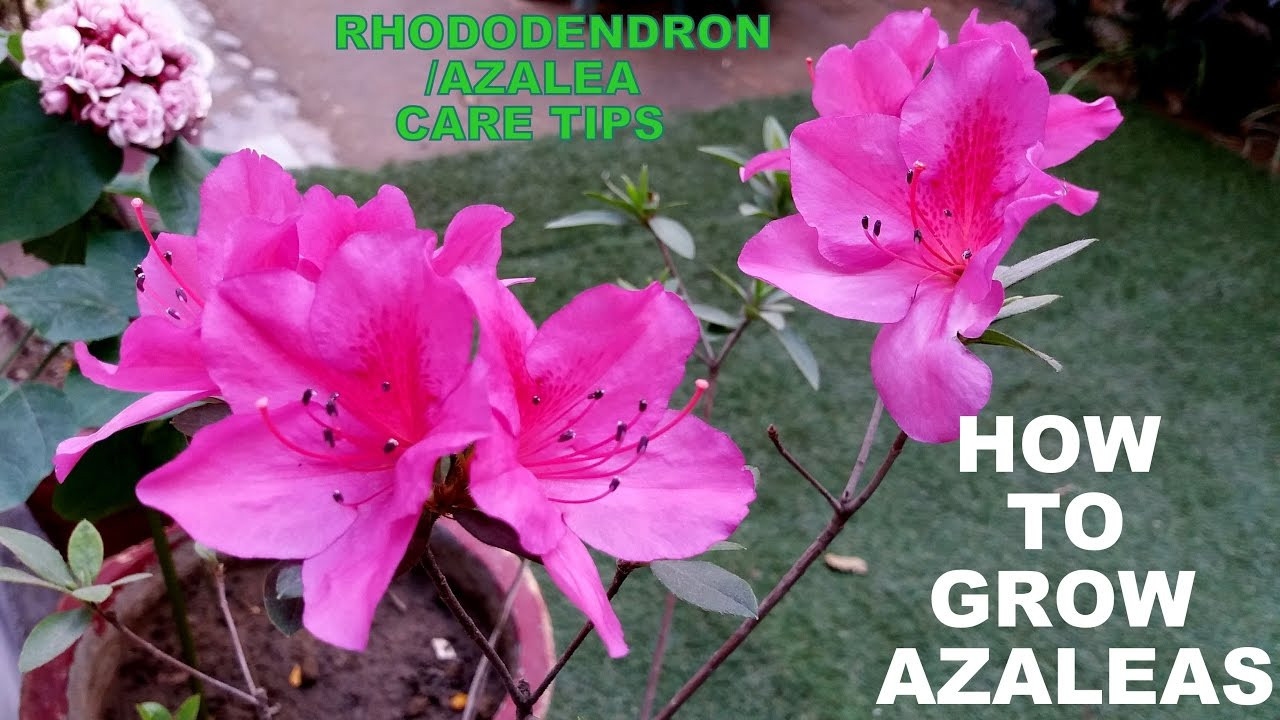 How To Grow Azaleas (Flowering Plant For Every Garden)
