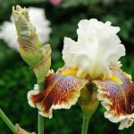 How To Grow Bearded Iris | Bbc Gardeners World Magazine