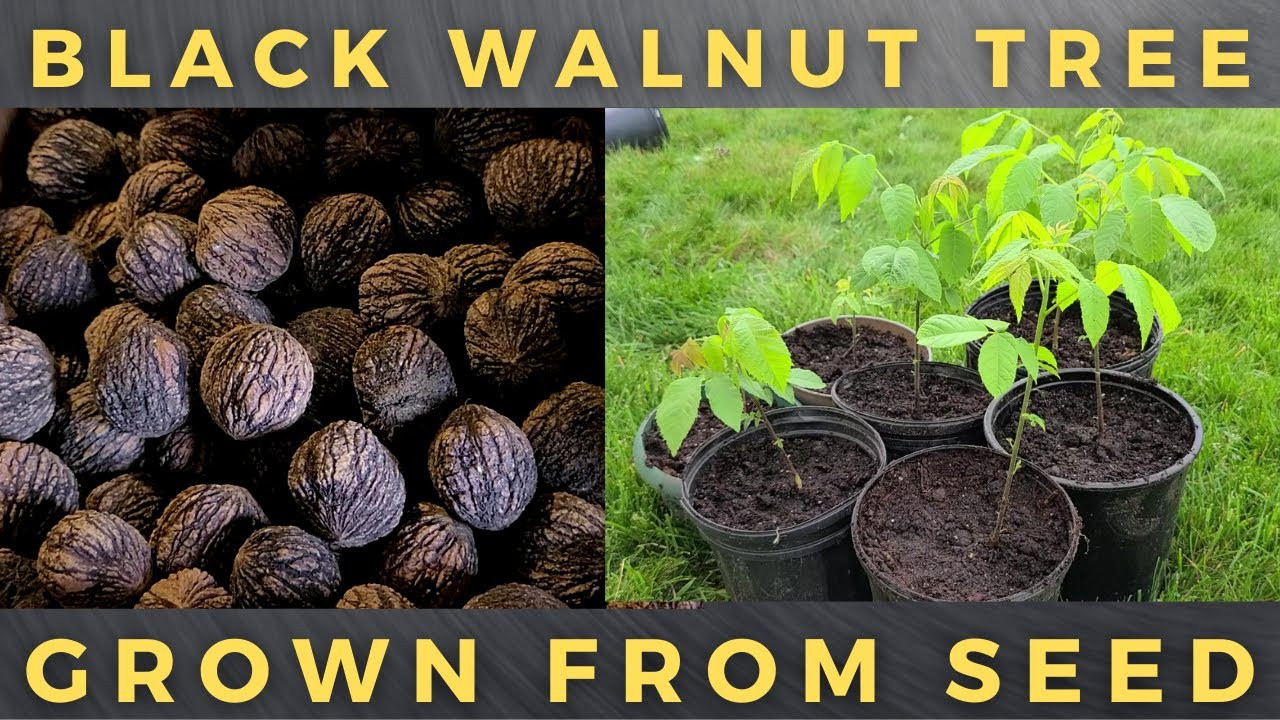 How To Grow Black Walnut Tree From Seed