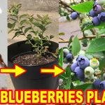 How To Grow Blueberries At Home?