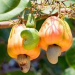 How To Grow Cashew Nuts? Time And Farming Technique