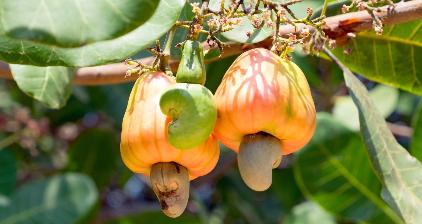 How To Grow Cashew Nuts? Time And Farming Technique