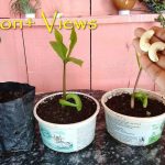 How To Grow Cashew Tree From Seed At Home; काजू घर पे भी ऊगा सकते हैं आसानी  से : Fast & Easy