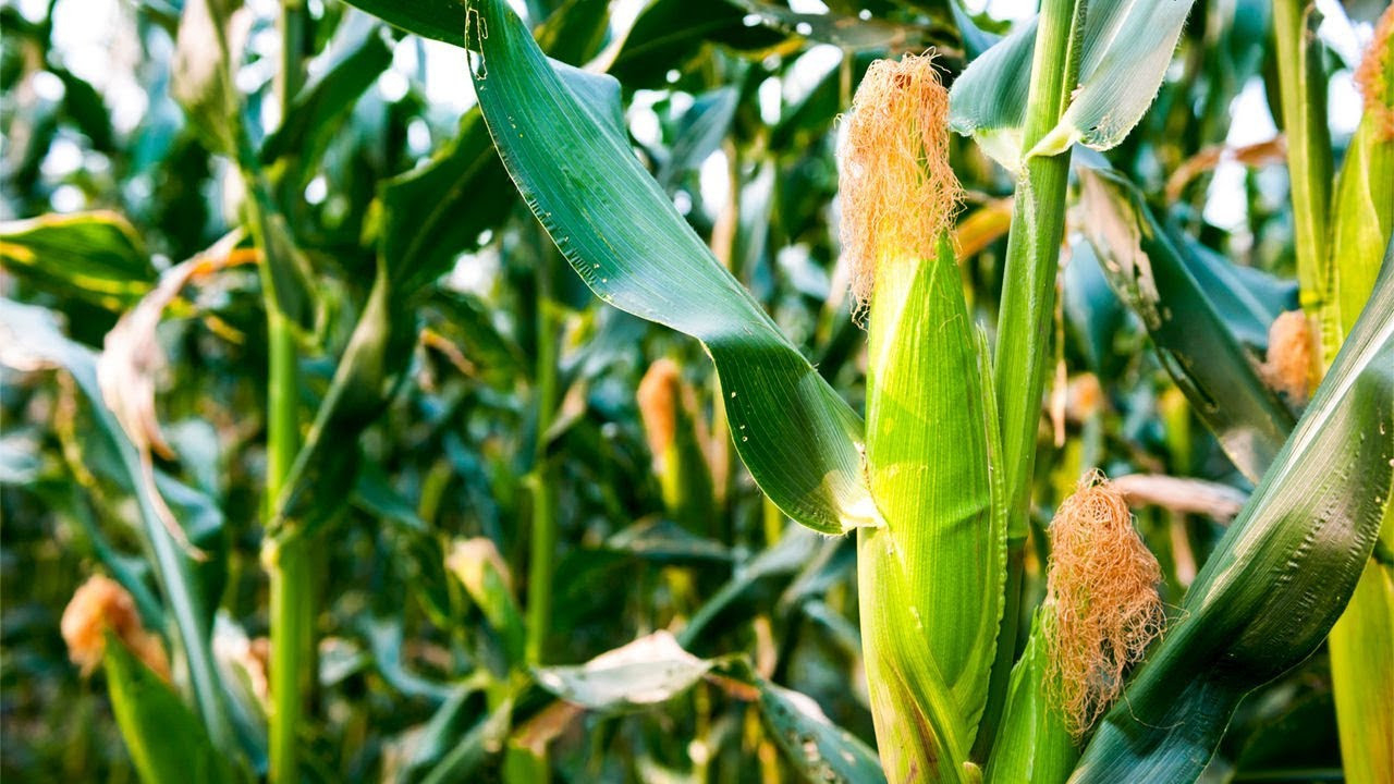 How To Grow Corn - Complete Growing Guide